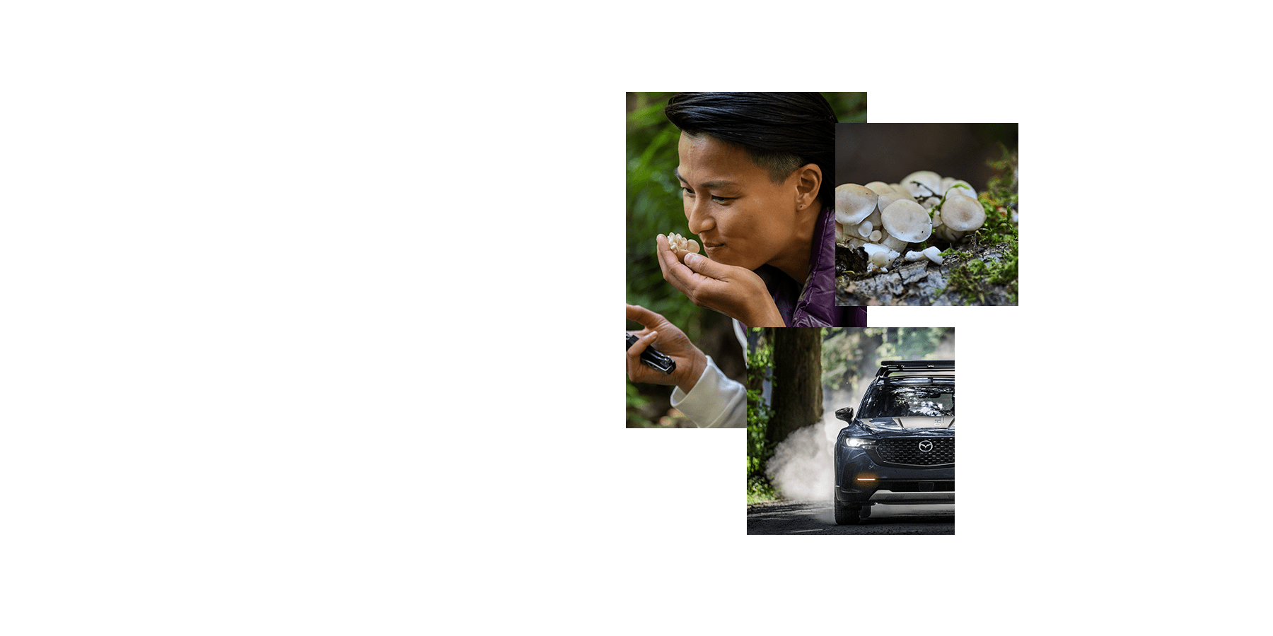 2023 Mazda CX-50 Tasting Wild – Old Growth Forest – Harmonious Driving Experience 2023 Mazda CX-50 Tasting Wild – Old Growth Forest – Harmonious Driving Experience